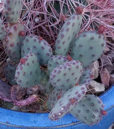 Opuntia gosseliniana arizona - opuntia,